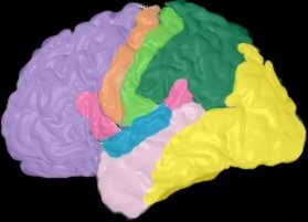 brain layers image